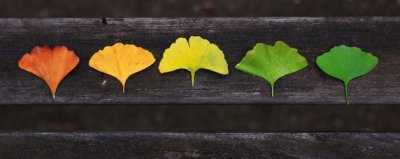 ​树叶的其他名字