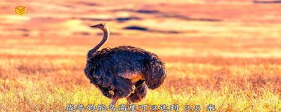 ​鸵鸟是鸟类吗