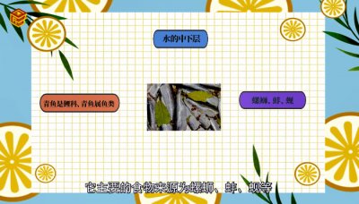 ​青鱼又叫什么鱼