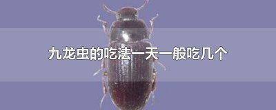 ​九龙虫的吃法一天一般吃几个