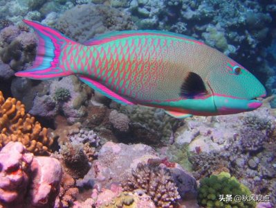 ​11种可以改变性别的动物