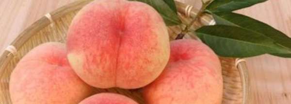 桃子里面长虫子的原因,桃子里面长虫子的原因怎么解决图3