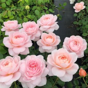 ​瑞典女王月季优缺点(养月季瑞典女王经验)