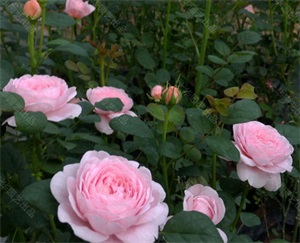 瑞典女王月季优缺点(养月季瑞典女王经验)