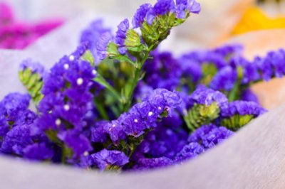 ​吐鲁番适合养什么花，市花和市树是什么