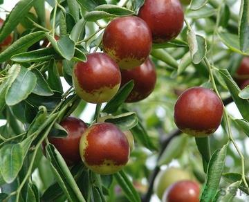 冬枣的热量高吗?冬枣的做法 冬枣的热量高吗?冬枣的做法