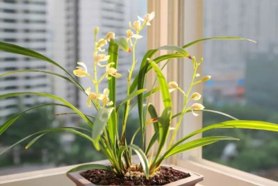 ​养兰花用什么土最好？常用3种“免费植料”，疏松透气、养分充足，省钱又省心