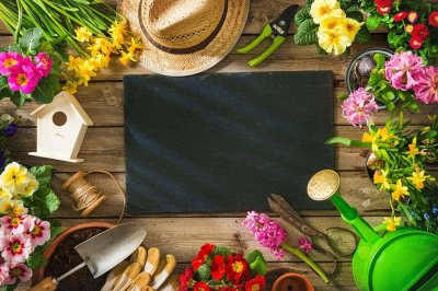 ​灰灰菜怎么吃