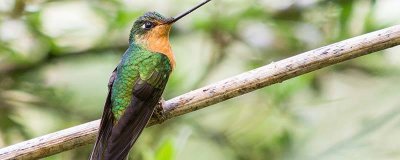 ​冬天啄木鸟捉虫子吗 啄木鸟冬天出来活动吗