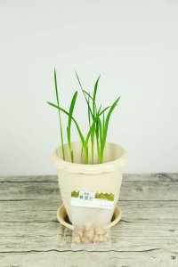 ​香雪兰种球的种植方法