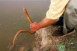四月份可以钓黄鳝吗?4月份可以钓黄鳝吗? 四月份可以钓黄鳝吗?4月份可以钓黄鳝吗?