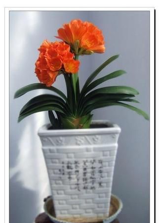 花中君子对应什么事物