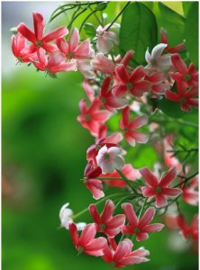 ​花中君子，花中君子拼音？