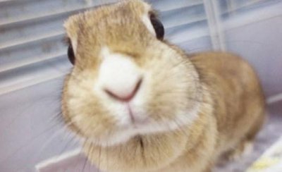 ​忌廉兔的简介-忌廉兔的价格
