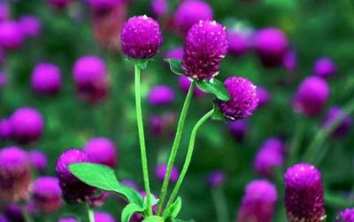 ​为什么植物会出现烂根的现象？