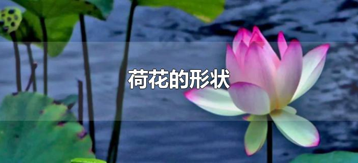 荷花的形状