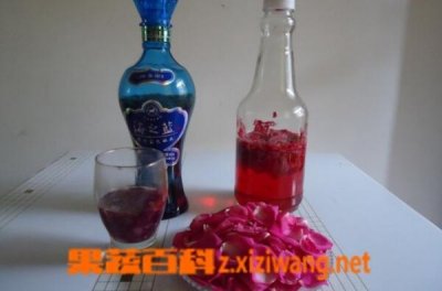 ​白酒泡玫瑰花功效和作用(白酒泡三七功效与作用)