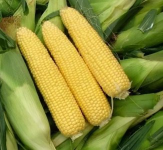 ​玉米放冰箱可以放多久时间（冷冻保存玉米的技巧）