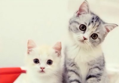 ​养猫需要准备什么东西（新手家里养猫必备物品清单大全）