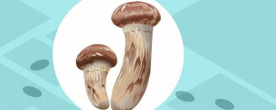 ​杏鲍菇的营养价值及营养成分