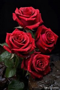 ​盘点最好看的十种花卉：玫瑰、郁金香、茉莉花、牡丹花等等···