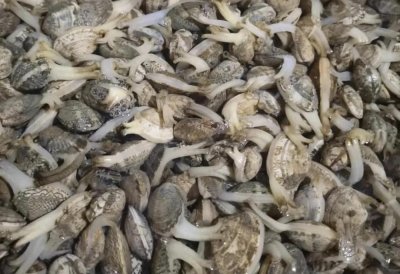 ​花甲吐沙，不用盐也不用油！教你一个好方法，5分钟吐干净！