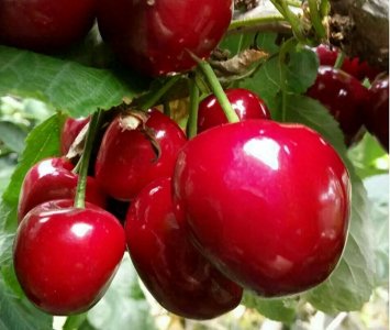 ​2025年市场最好的早熟大樱桃品种，仿佛寒流中的一股春风