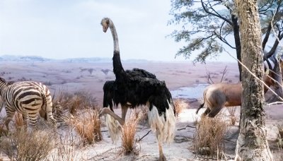 ​鸵鸟会不会飞