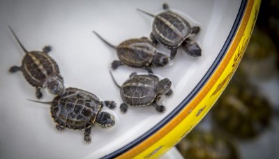 ​乌龟是脊椎动物吗