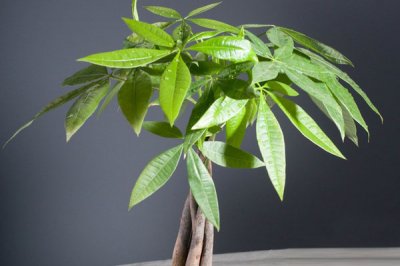 ​摇钱树怎么养