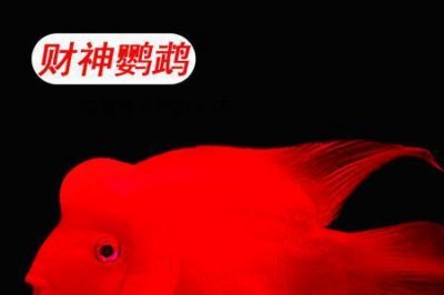 ​新买的糖果天使鱼怎么喂食