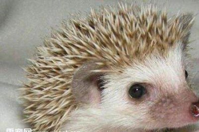 ​刺猬的生活习性