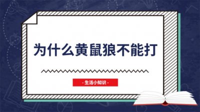 ​黄鼠狼不能打吗 为什么不能打黄鼠狼
