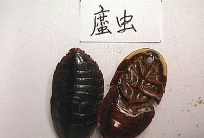 ​蠊虫是什么虫，家里有好多长的像蟑螂的黑色小虫子，是什么虫子啊，会不会咬人