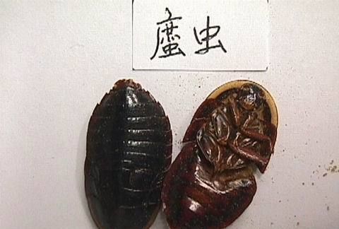 家里有好多长的像蟑螂的黑色小虫子，是什么虫子啊，会不会咬人