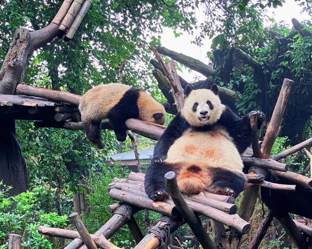 4、成都大熊猫繁育研究基地