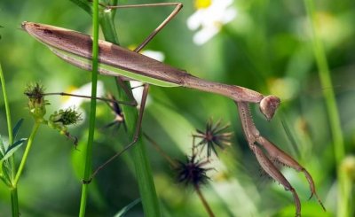 ​螳螂产卵后还能活多久，螳螂产卵还能活多久？