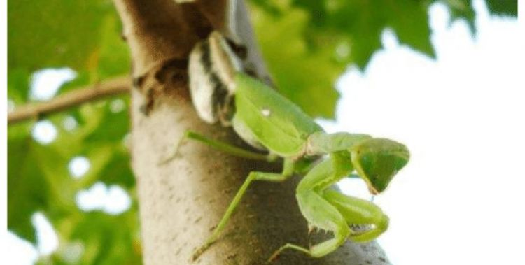 11月份螳螂还能活多久