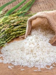 ​甲虫吃什么食物(甲虫种类图片大全)