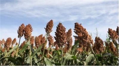 ​西凤 臻品 好喝不(西凤臻品45度价位)