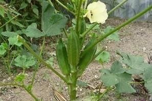 秋葵是酸性还是碱性，秋葵叶子发黄干白，还有锈斑是怎么回事？图2