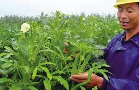 秋葵是酸性还是碱性，秋葵叶子发黄干白，还有锈斑是怎么回事？图5