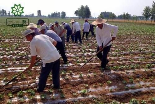 秋葵是酸性还是碱性，秋葵叶子发黄干白，还有锈斑是怎么回事？图6