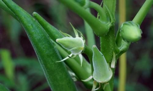 秋葵是酸性还是碱性，秋葵叶子发黄干白，还有锈斑是怎么回事？图7