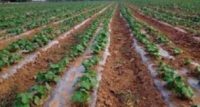 秋葵是酸性还是碱性，秋葵叶子发黄干白，还有锈斑是怎么回事？图3