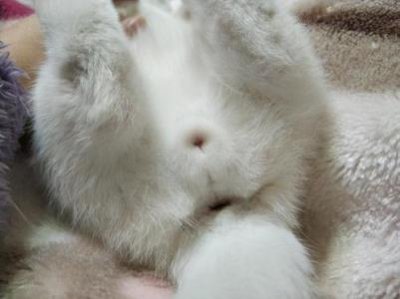 ​铲屎官缺乏对爱猫的陪伴，猫咪患上抑郁症后，两种方法能够缓解！ 猫抑郁症的医