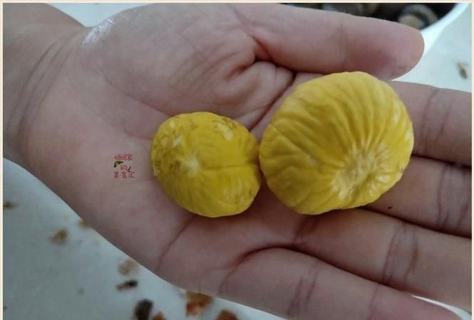 板栗怎样保存不会坏最好的方法视频