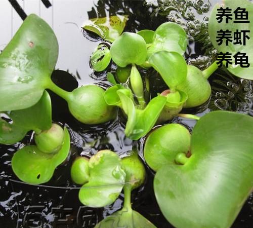 室内养水葫芦的危害：水葫芦在室内养有什么好处