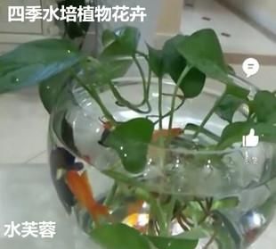 室内养水葫芦的危害：室内的水葫芦对人体有害