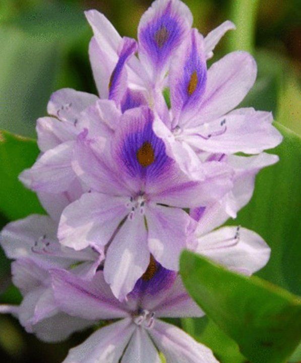 室内养水葫芦的危害,水葫芦养在室内有好处图2